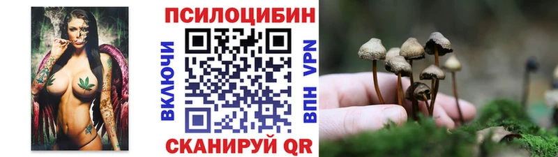 Купить  Звенигород  Галлюциногенные грибы Psilocybe 